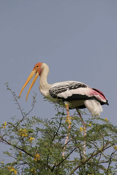 20077273. INDIA Rajasthan Keoladeao National Park Painted stork Mycteria Leucocephala
