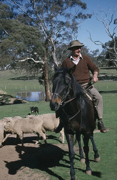 20078021. AUSTRALIA New South Wales Canberra Man on horse herding sheep