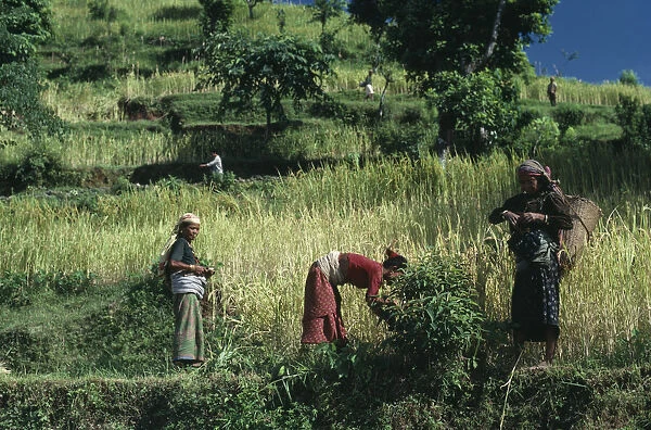 20084518. NEPAL Gorkha Palkhu Village Women working in terraced wheat field