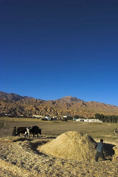 20085261. AFGHANISTAN Bamiyan Province Bamiyan Boys threshing with oxen