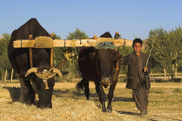20085274. AFGHANISTAN Bamiyan Province Bamiyan Boys threshing with oxenJane Sweeney