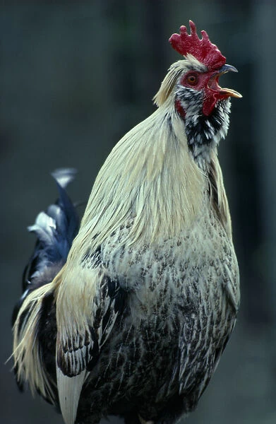 AGRICULTURE, Livestock, Poultry Single Cockerel