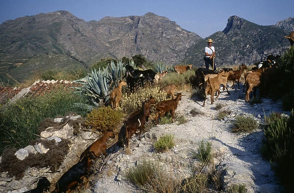 SPAIN, Sierra Nevada, Andalucia Goat herder on mountain track