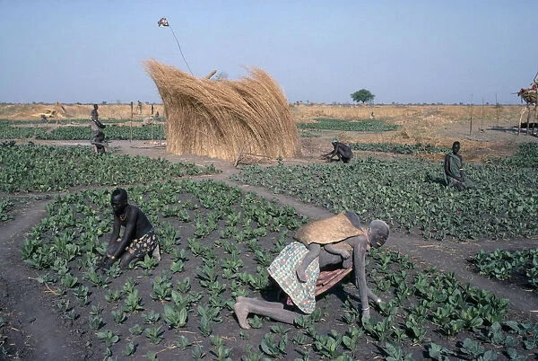 Sudan Dinka tending tabacco crop, woman carrying a child on her back in the foreground