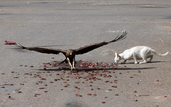 A black kite flies past a cat to catch a piece of meat, left by people who believe