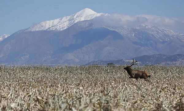 A bull elk makes its way through the field as corn is harvested at the Kenison Farms in