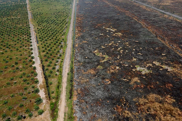 Burnt land is pictured next to a palm oil plantation after fires near Banjarmasin in