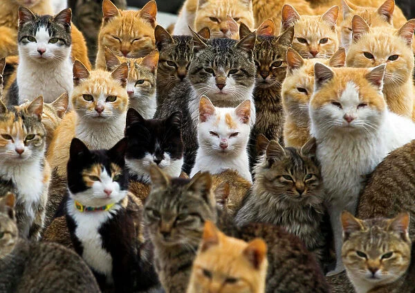 Cats crowd the harbour on Aoshima Island in the Ehime prefecture in southern Japan