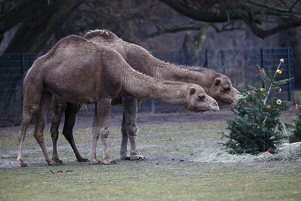 Christmas feeding of zoo animals at Tierpark Berlin