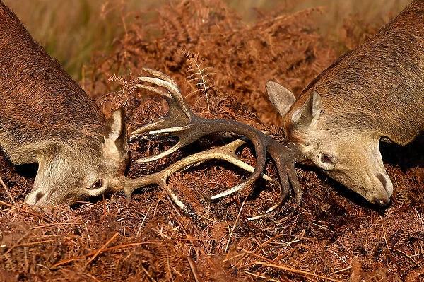 Deer lock antlers as they clash during the rutting season in Richmond Park, west London