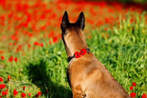 A dog adorned with flowers sits in an anemone field near Kibbutz Beeri in southern Israel