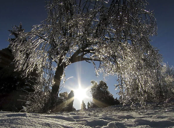 An ice encrusted tree glistens in the setting sun in Earl Bales Park following an ice
