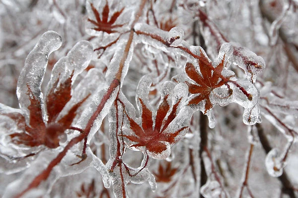 A layer of ice coats the leaves of a Japanese maple tree after an ice storm in Toronto