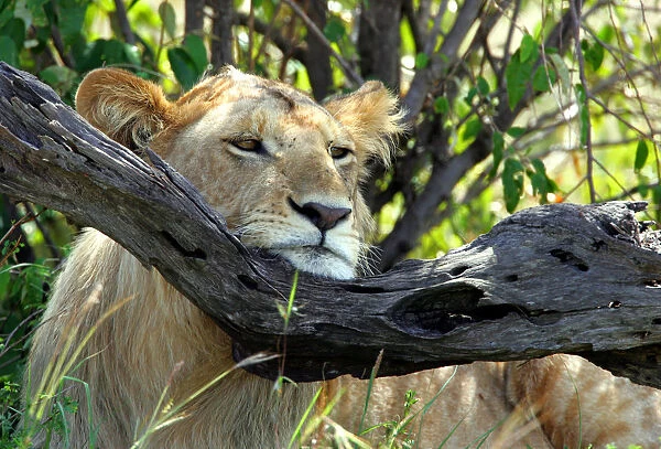 A lion rests his head on a tree branch in Kenyas Msai Mara game reserve
