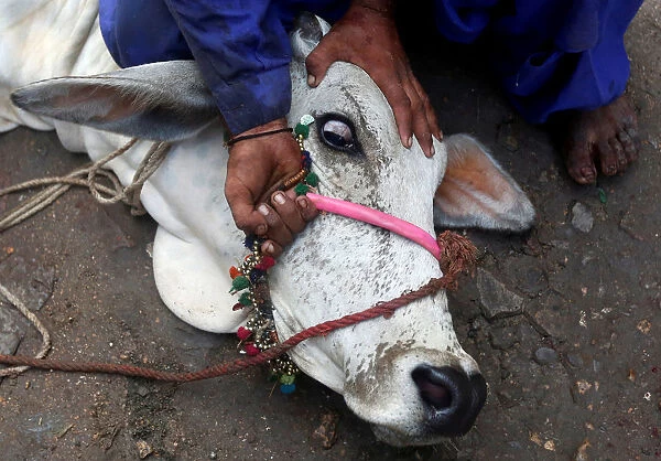 A man controls a bull before a sacrifice slaughter during Eid al-Adha celebrations in
