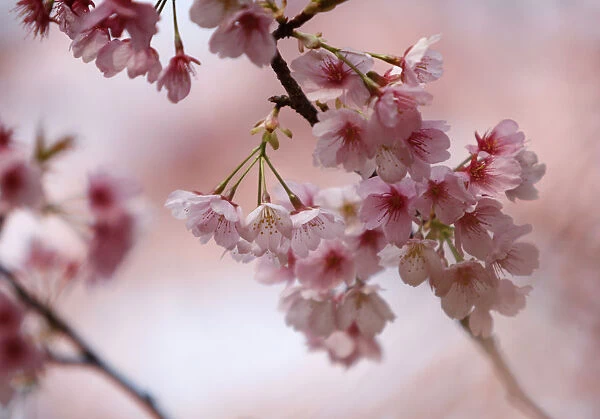 To match Reuters Life! JAPAN-CHERRYBLOSSOMS  / 