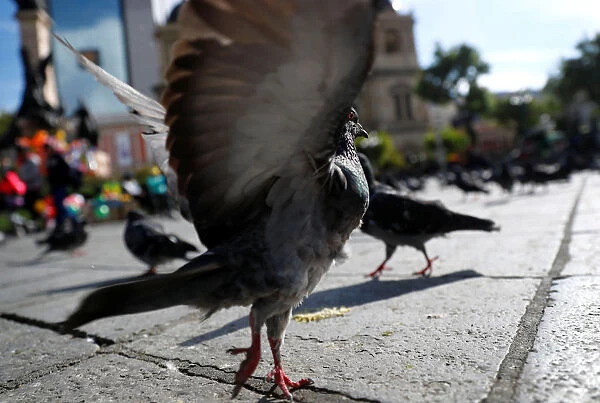 A pigeon is taking off from Murillo square outside the presidential complex in La Paz