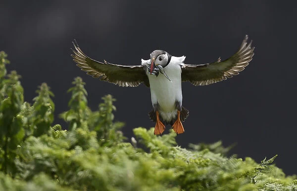 A Puffin jumps into its burrow with a mouthful of sea eels to feed its chick on Skomer