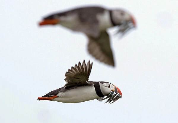 Puffins carry sand eels for their young as they fly above the Farne Islands off the