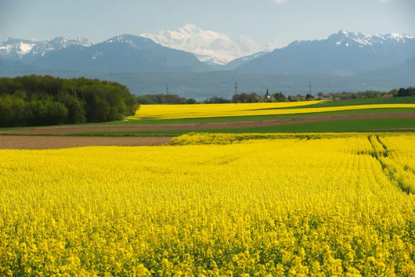 A rapeseed field is pictured in front of the Mont-Blanc mountain near Cossonay