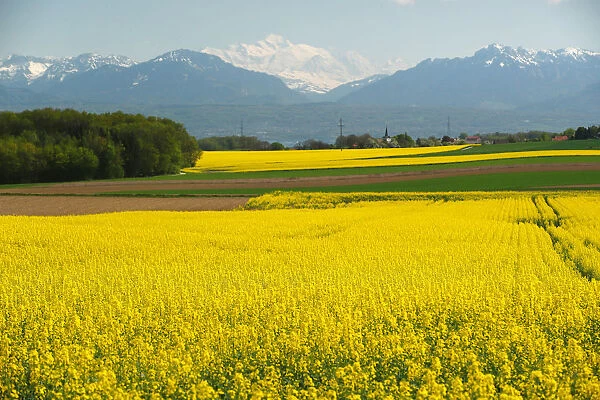 A rapeseed field is pictured in front of the Mont-Blanc mountain near Cossonay