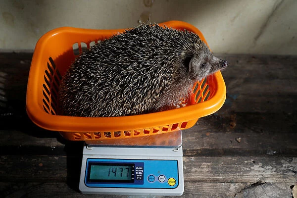 Sherman, the overweight hedgehog, sits on top of a scale displaying the weight of 1477