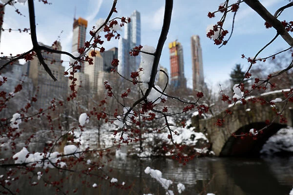 Snow sits on tree limbs at Central Park in Manhattan, New York