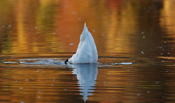 A swan paddles on Loch Faskally, Pitlochry, Scotland
