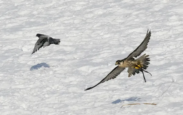 A tamed hawk chases a dove during an annual hunters (Print #19900872)