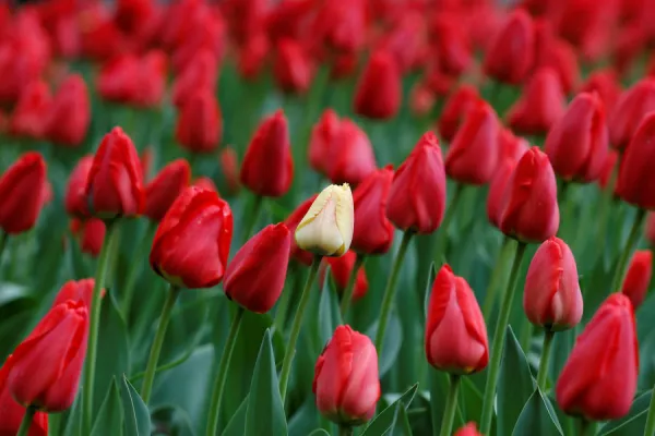 Tulips bloom in New York