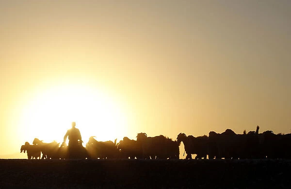 A Turkish herdsman walks with his goats at sunset on the Turkish-Syrian border near the
