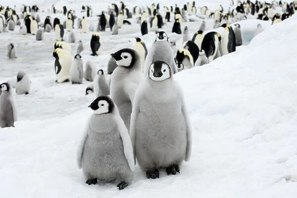 01960dt. Emperor Penguins Aptenodytes forsteri chicks Snow Hill Island Antarctica November