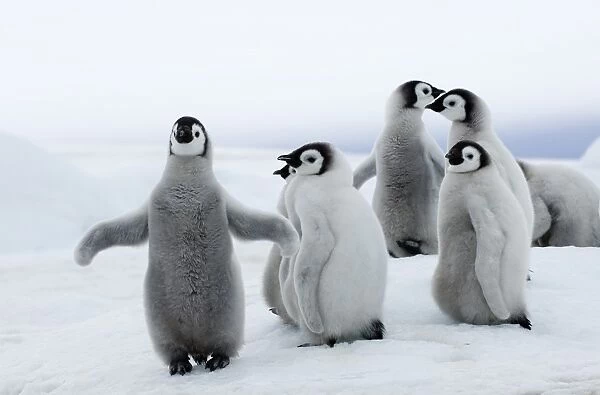 01962dt. Emperor Penguins Aptenodytes forsteri chicks Snow Hill Island Antarctica November