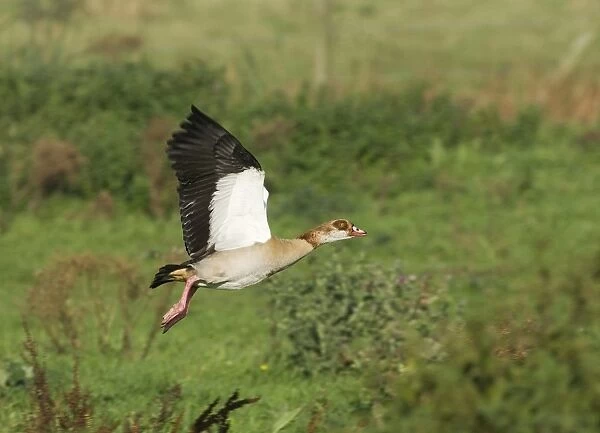 02361dt. Egyptian Goose Alopochen aegyptiacus taking off Norfolk summer