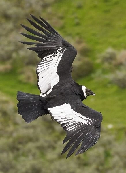 02370dt. Andean Condor Vultur gryphus S.Chile November