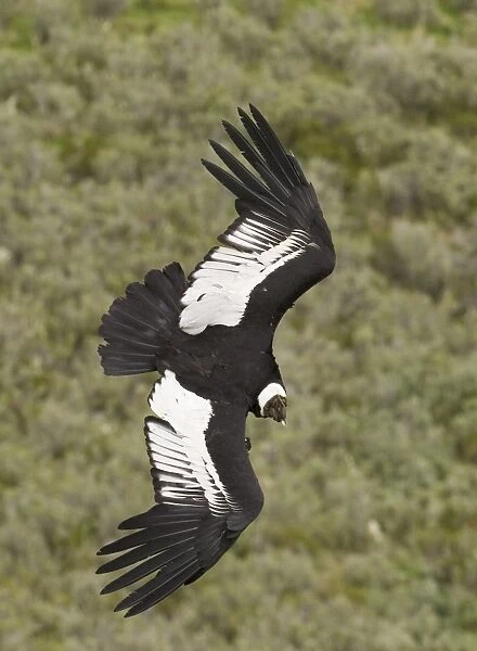 02376dt. Andean Condor Vultur gryphus Patagonian Chile November