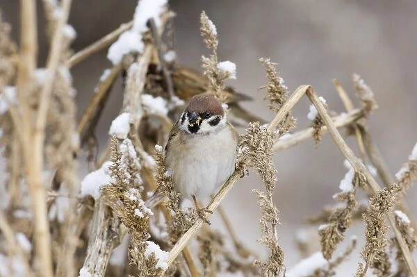 02447dt. Tree Sparrow Passer montanus Norfolk UK winter