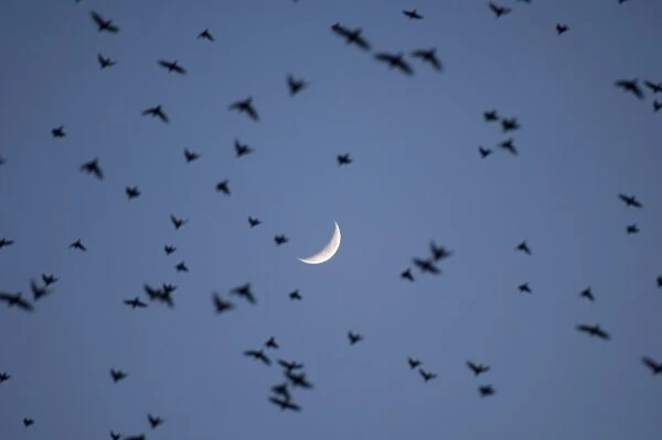 02859dt. Starlings Sturnus vulgarus going to roost at dusk Minsmere Suffolk winter