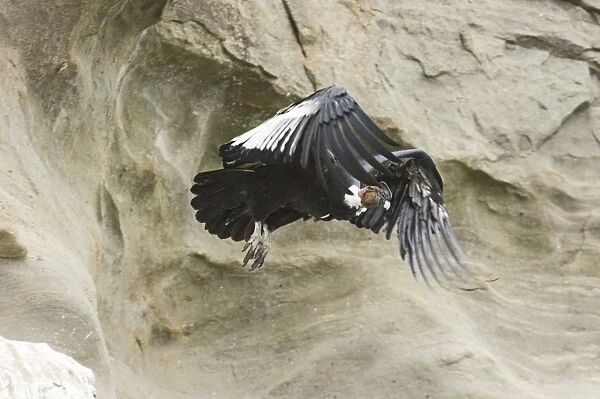 Andean Condor Vultur gryphus male leaving roosting ledge S. Chile November
