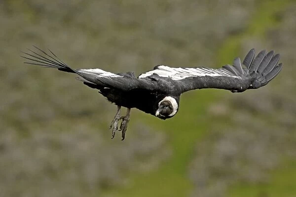 Andean Condor (Vultur gryphus) Patagonia Chile