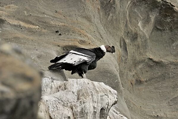 Andean Condor (Vultur gryphus) on roosting ledge on side of cliff Patagonia Chile