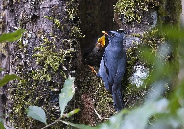 Black-faced Solitaire Myadestes melanops at nest Savegre Costa Rica
