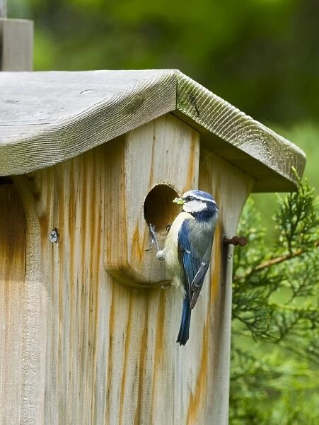 Blue Tit at nest box Kent summer