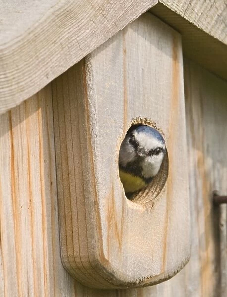 Blue Tit Parus caeruleus looking out of nestbox in garden Kent spring