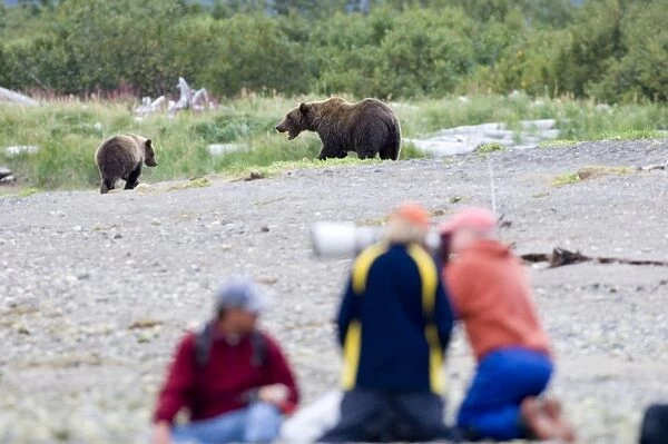 Brown Bear Ursos arctos & photographers Katmai Alaska August