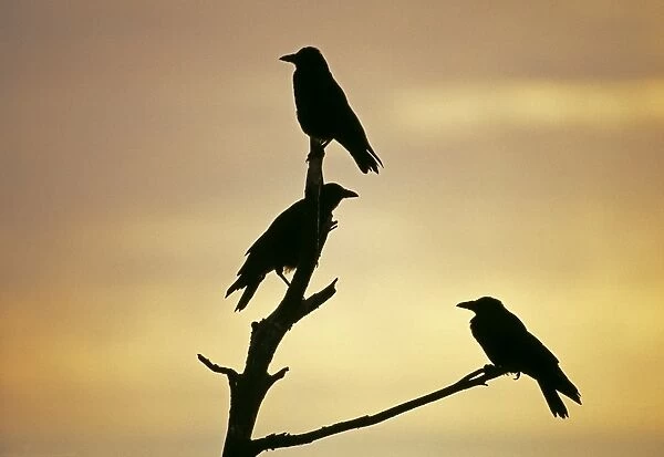 Carrion Crows, Corvus corone, silhouetted at dawn, Kent, UK