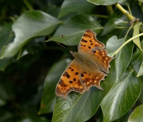 Comma Butterfly Kent spring