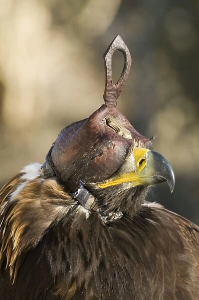 eagle hunters Golden Eagle Aquila chrtsaetos complete with hood Ugli western Mongolia