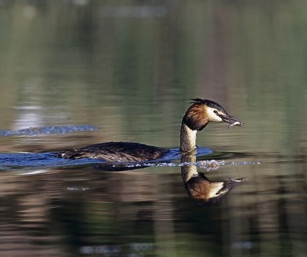 Great Crested Grebe, Podiceps cristatus, with fish for young, Kent, spring