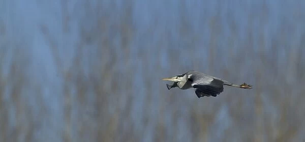 Grey Heron Ardea cinerea Kent UK